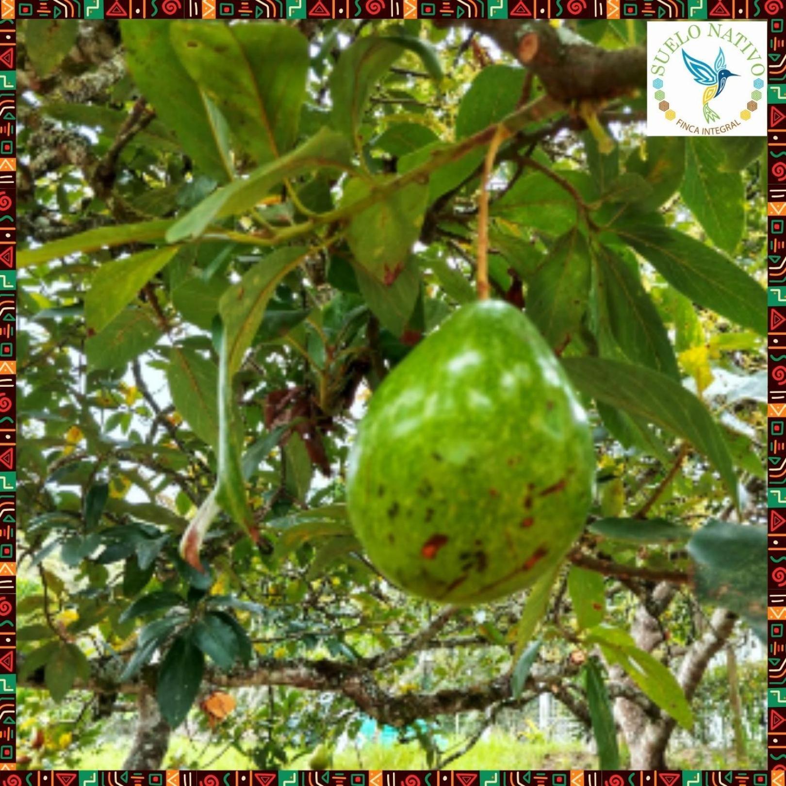 Hotel Finca Integral Suelo Natiivo "Integramos El Campo Con Tu Bienestar" Guaduas Exterior foto